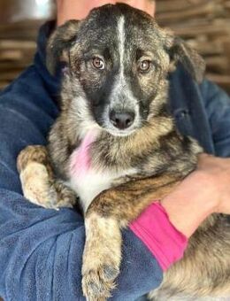 RAUNE ~ tolles Mädel - Duisburg