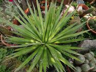 Große Agave filifera - Beetzendorf