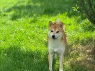 Shiba inu deckrüde - Ganderkesee