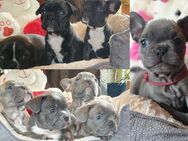 8 Reinrassige Französische Bulldoggen Welpen Schoko Blue Black Brindle - Plößberg