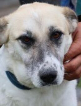 Ruhinda - kinderlieb u. verspielt - Lohra