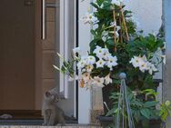 Reinrassige Russisch Blau Kitten - Schwegenheim