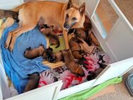 Malinois - Südliches Anhalt Libehna