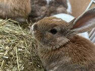 Kaninchen,zwergkaninchen/Zwergwidder mit rexfell braun - Baar-Ebenhausen