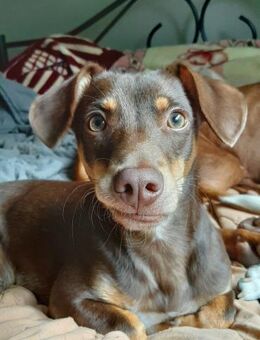 Pino ein kleines Zuckerstückchen - Morsbach