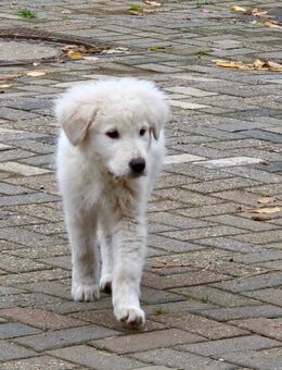 Fertig zum Auszug, Maremmano Welpen - Isselburg