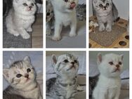 BKH Babys Reinrassig Britisch-Kurzhaar-Kitten - Hamburg Hamburg-Mitte