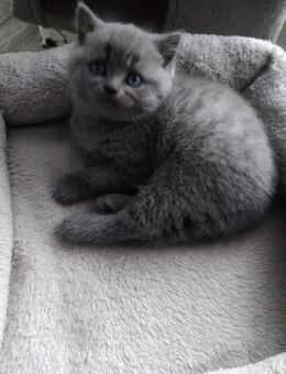 Britisch-Kurzhaar-Kitten - Flensburg