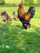 Brahma BRUTEIER rebhuhnfarbig gebändert grosse Rasse in 93426