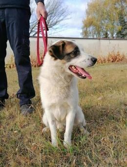 Cooper wünscht sich eine Chance - Nordwalde