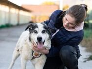 Rüdiger-ein liebebedürftiger Kuschelbär! - München