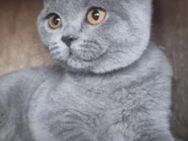 BKH kitten in blau farbe - Schwäbisch Gmünd Zentrum