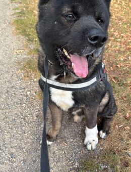 American akita Rüde - Krefeld