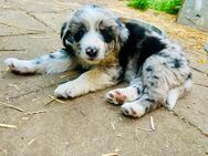 kleine Australien Shepherd Hundewelpe Mix Anou (Hündin) - Barkhagen