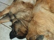 Wunderschöne Leonberger Welpen - Waltershausen