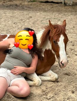 Liebes Pinto-Pferd, braun-weiß - Apen