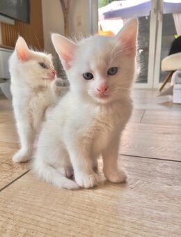 Traumhafte Kitten suchen liebevolle Familien - Rellingen