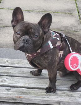 Französische Bulldogge Rüde sucht - Potsdam