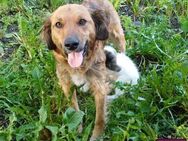 Penny - sanfte Hundemama sucht Zuhause - Spenge