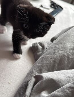 BKH Mix Kitten sucht liebevolles Zuhause - Celle