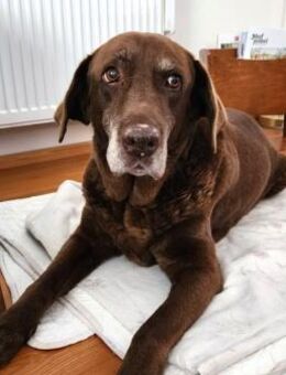 BARNIE ausnahmslos lieber Senior - Karben