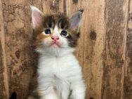 Maine Coon Kitten mit Stammbaum - Simonswald