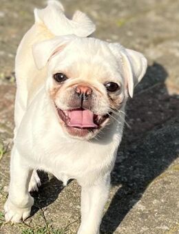 Mops welpen - Karstädt (Brandenburg)