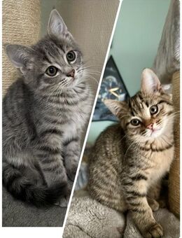 Katzenbabys Persermix/Waldkater - Geisenfeld