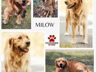 Milow Dark Golden Retriever Rüde sucht - Margetshöchheim