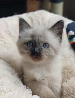 Reinrassige Siam Kitten Babykatzen - Neuss