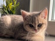 BKH Kitten weiblich - Windeck