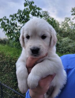 Golden Retriever Welpen reinrassig Wurftag: 2. Juli 2025 - Besuchstermine ab sofort mögl.! - Battenberg (Eder)