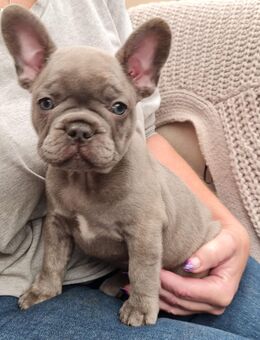 Französische Bulldoggen Welpen - Iserlohn