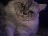 BLH Katze sucht ein Zuhause - Bismark (Altmark)