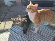 2 Schmusekater warten auf dich !! - Esslingen (Neckar)