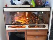 2 Leopardgecko inkl. Terrarium - Schweich
