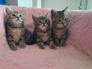 Zuckersüße BKH Kitten suchen liebevolles Zuhause - Blankenheim (Nordrhein-Westfalen)