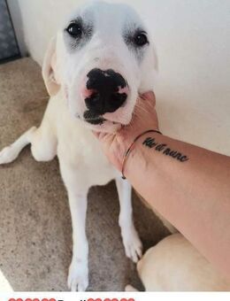 Benji - liebevolles Hundekind - Bad Karlshafen