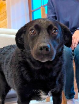 Ganz liebe Anfängerhündin Chanel bei München! :) - Schäftlarn