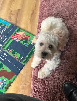 Maltipoo Rüde sucht ein neues Zuhause - Eschweiler