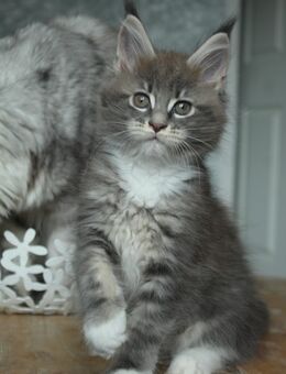 Maine Coon Kitten mit Ahnentafel - Marl (Nordrhein-Westfalen)