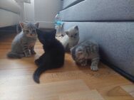 BKH Katze, BKH Kitten, Kätzchen - Esslingen (Neckar)