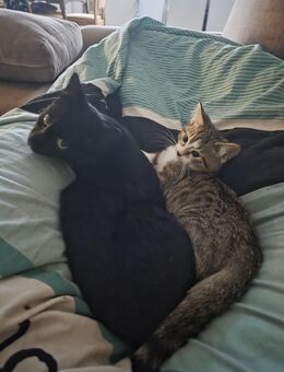 Schwarzer Kater abzugeben - Neuwied