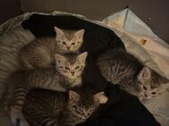 Baby kitten britischlanghaar mix - Windeck