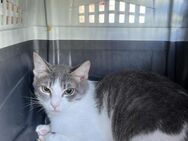 Mortis aus dem Tierschutz - Grevenbroich