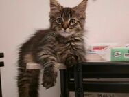 Maine Coon Kater - Herzogenrath Zentrum