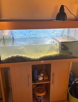 Aquarium zu verschenken mit Unterschrank - Bad Oldesloe