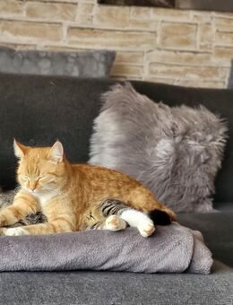 Zwei verschmuste Katerchen suchen liebevolles Zuhause - Eschwege