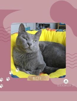 Katze Misty kuschelt gern - Lalendorf