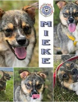 MIEKE * offenes Hundemädchen - Duisburg